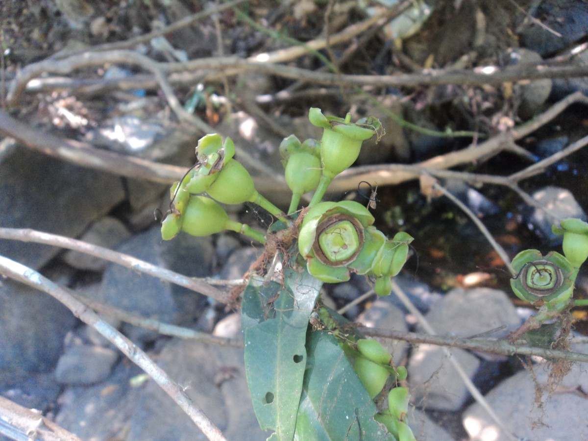 Syzygium jambos (L.) Alston